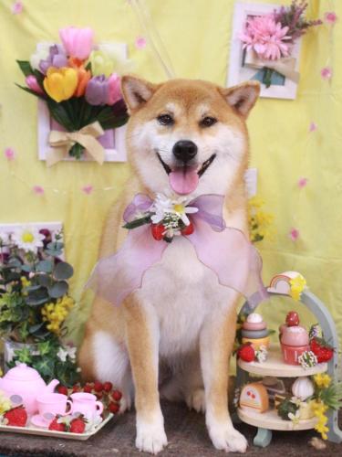 20230330マロンちゃん